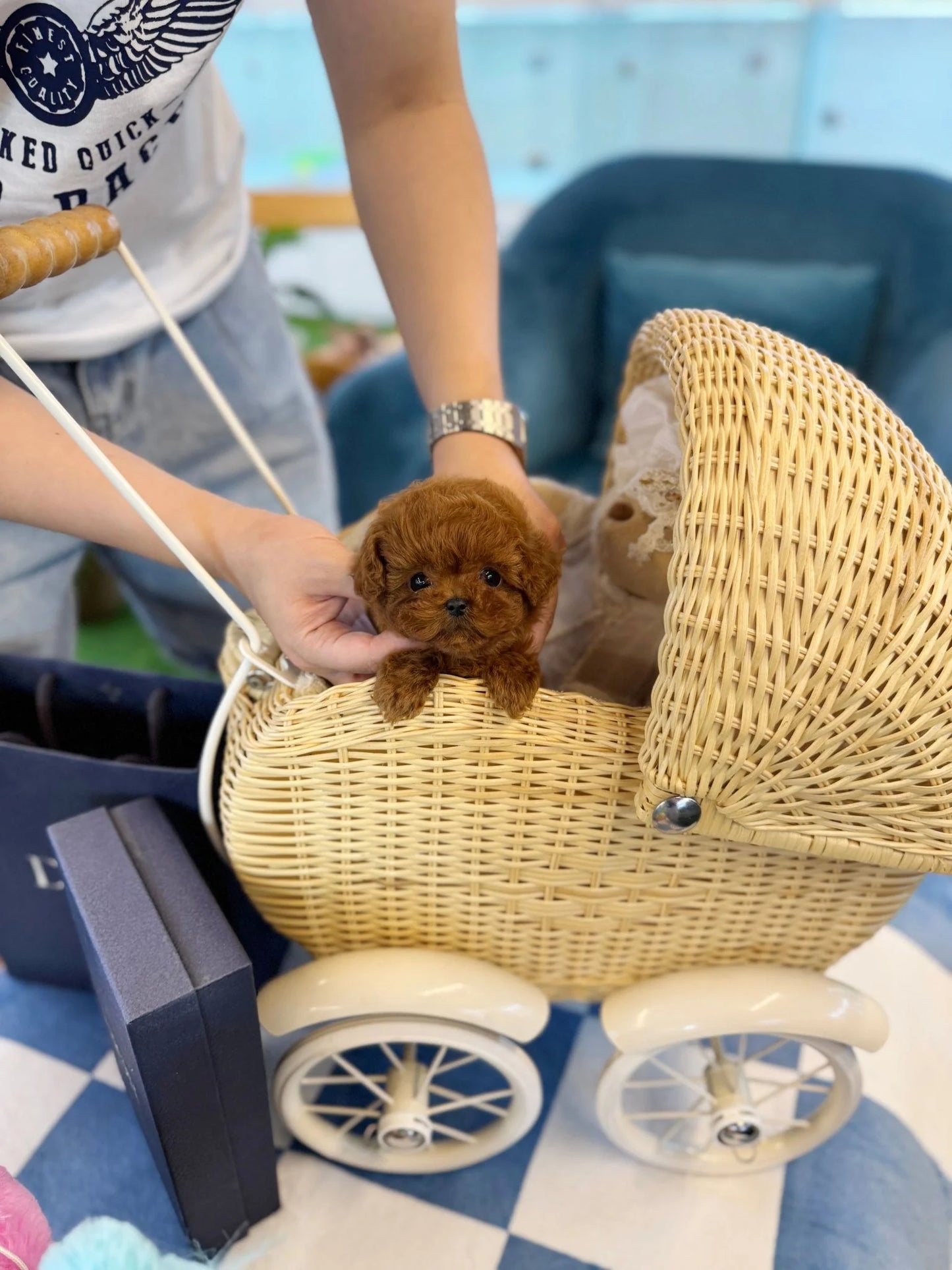 NAME.  ISABELLA 
BREED	POODLE