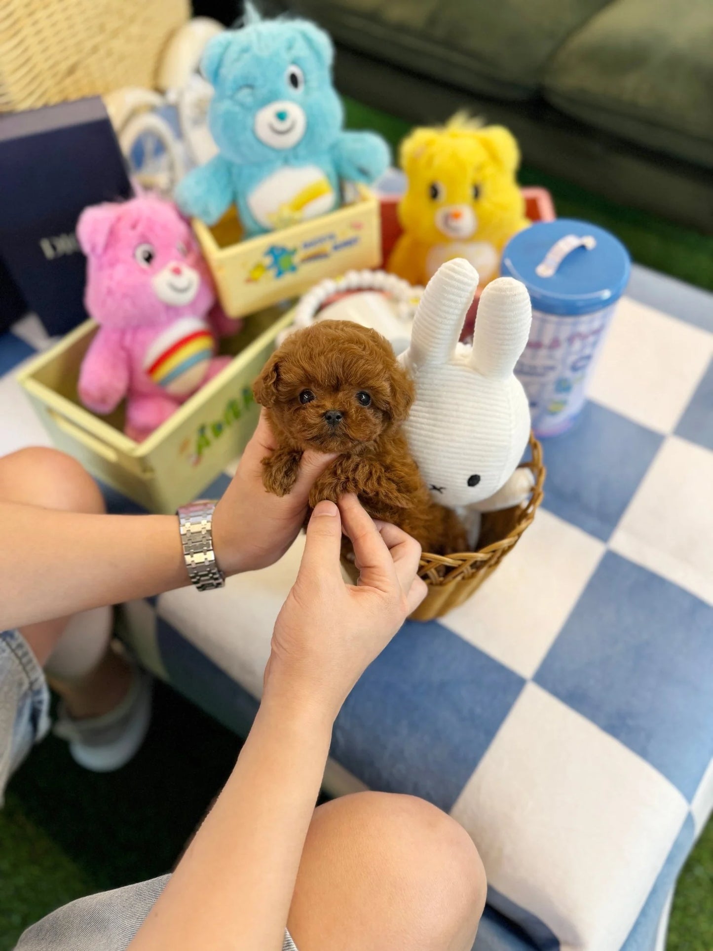 NAME.  ISABELLA 
BREED	POODLE